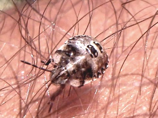 Dyroderes umbraculatus